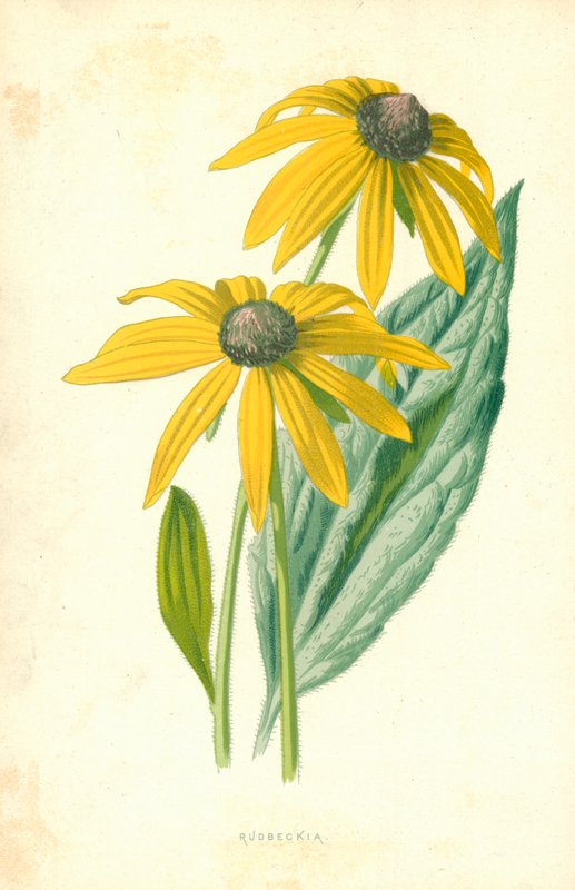 Rudbeckia alkotó: Frederick Edward Hulme