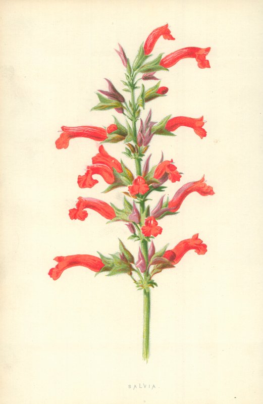 Salvia alkotó: Frederick Edward Hulme