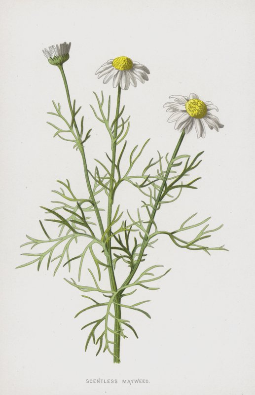 Illatmentes majális (chromolitho) alkotó: Frederick Edward Hulme