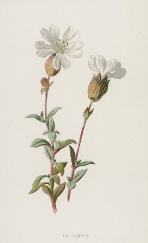 Sea Campion (chromolitho) alkotó: Frederick Edward Hulme