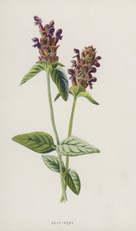 Öngyógyító (chromolitho) alkotó: Frederick Edward Hulme