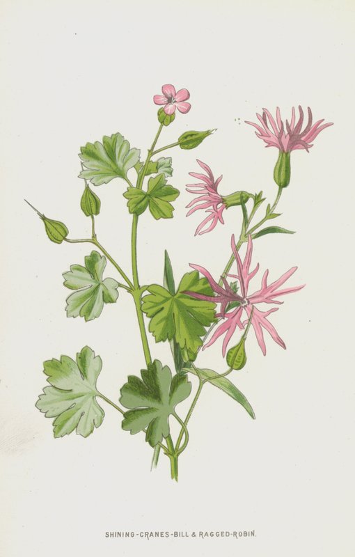 Shining-Cranes-Bill és Ragged-Robin (chromolitho) alkotó: Frederick Edward Hulme