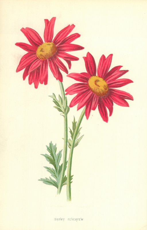 Mutatós Feverfew alkotó: Frederick Edward Hulme