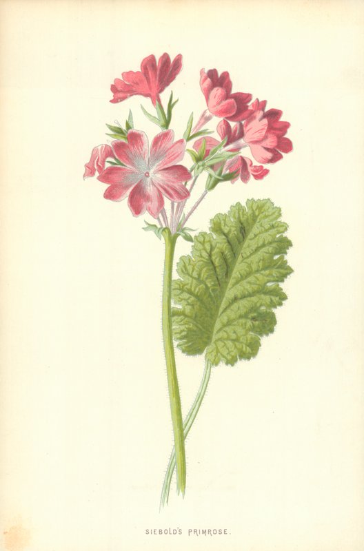 Siebold kankalin alkotó: Frederick Edward Hulme