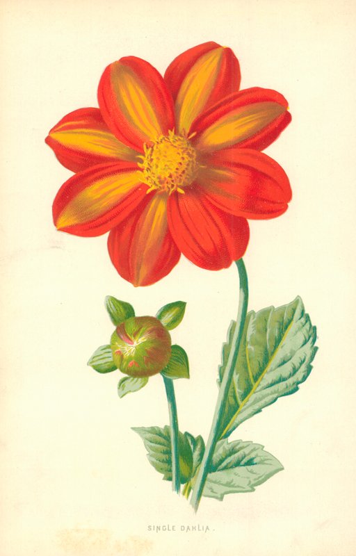 Egyedülálló Dahlia alkotó: Frederick Edward Hulme