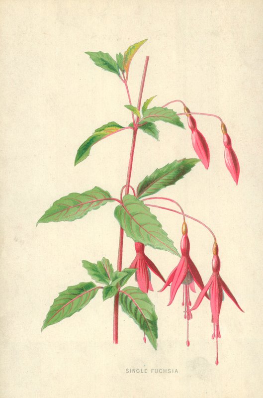 Egyetlen fukszia alkotó: Frederick Edward Hulme