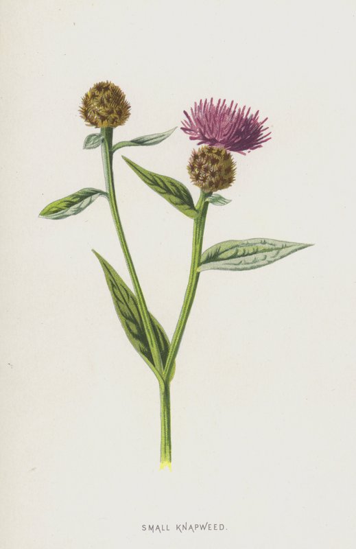 Kis pacsirta (chromolitho) alkotó: Frederick Edward Hulme