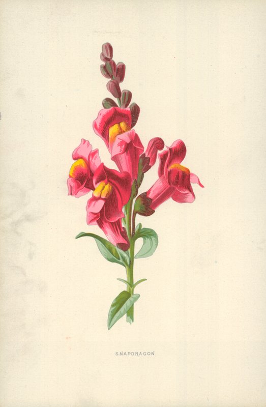 Tátika alkotó: Frederick Edward Hulme
