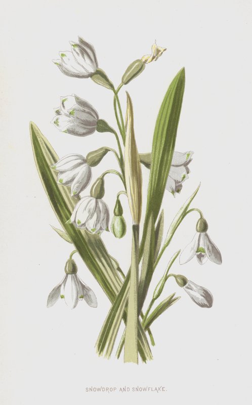 Hóvirág és hópehely (chromolitho) alkotó: Frederick Edward Hulme