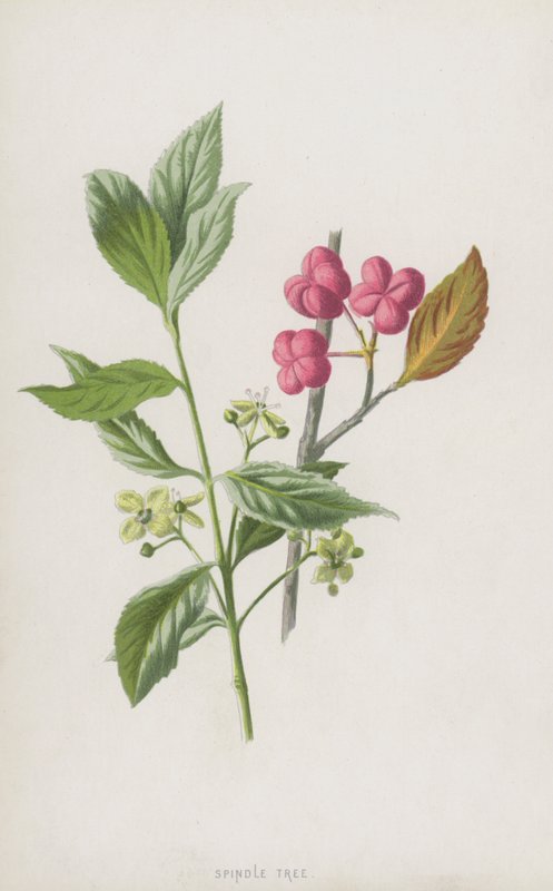 Orsófa (chromolitho) alkotó: Frederick Edward Hulme