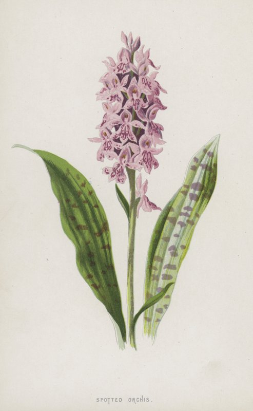 Foltos orchis (chromolitho) alkotó: Frederick Edward Hulme