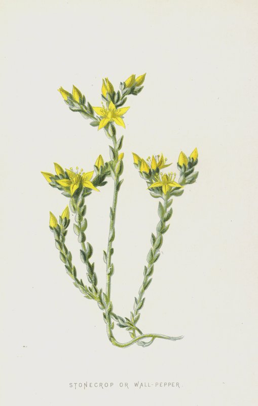 Stonecrop vagy Wall-Pepper (chromolitho) alkotó: Frederick Edward Hulme