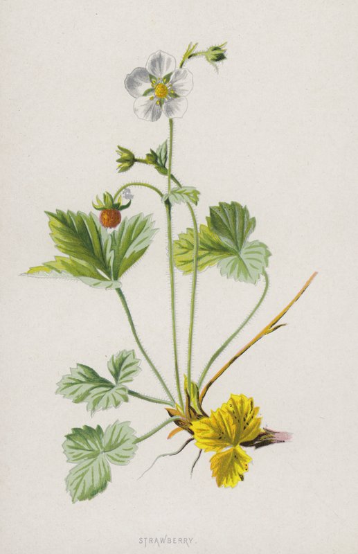 Eper (chromolitho) alkotó: Frederick Edward Hulme