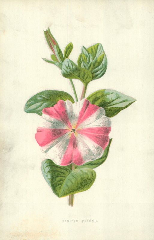 Csíkos Petúnia alkotó: Frederick Edward Hulme