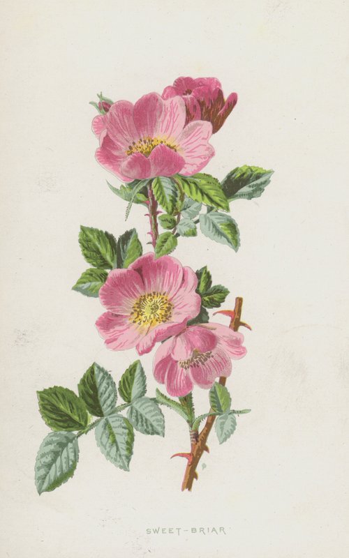 Sweet-Briar (chromolitho) alkotó: Frederick Edward Hulme