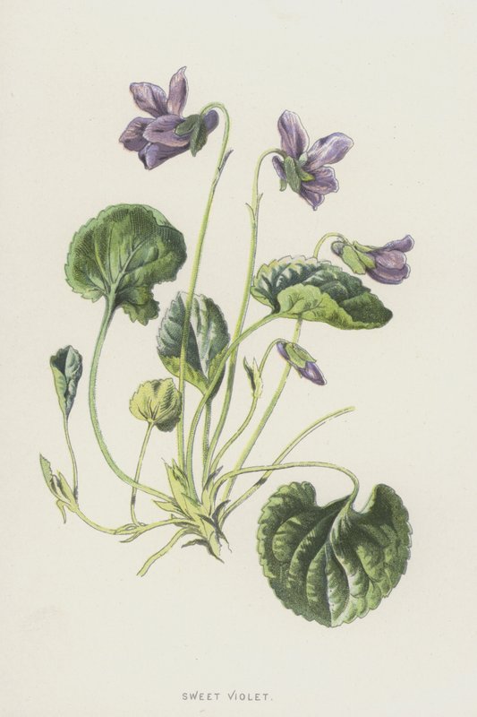 Édes ibolya (chromolitho) alkotó: Frederick Edward Hulme