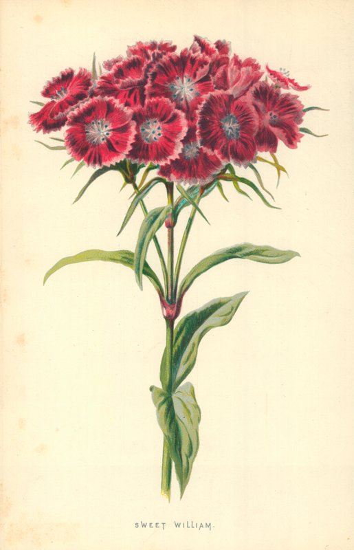Török szegfű alkotó: Frederick Edward Hulme