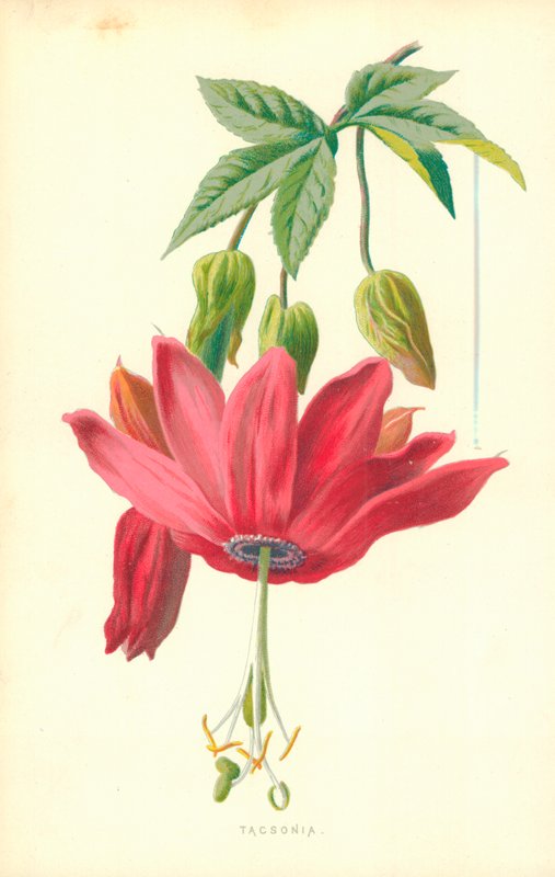 Taxonómia alkotó: Frederick Edward Hulme