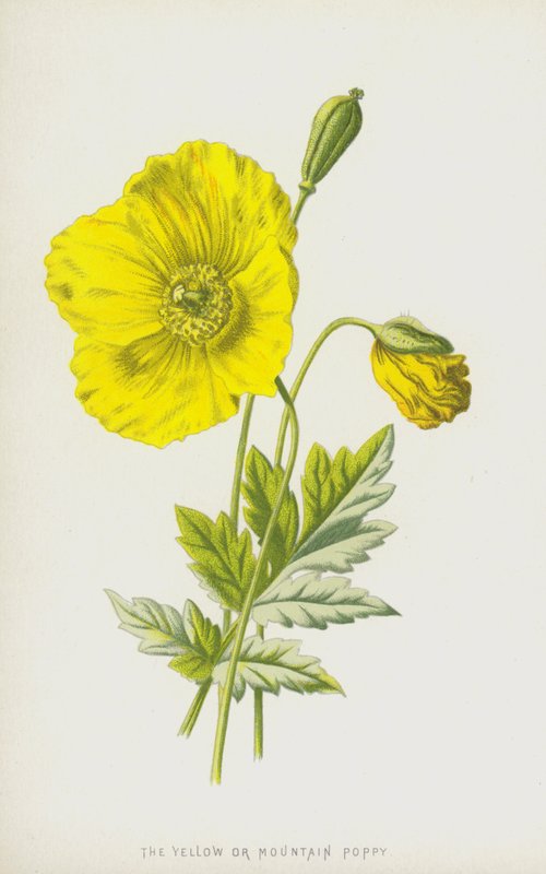 A sárga vagy hegyi mák (chromolitho) alkotó: Frederick Edward Hulme
