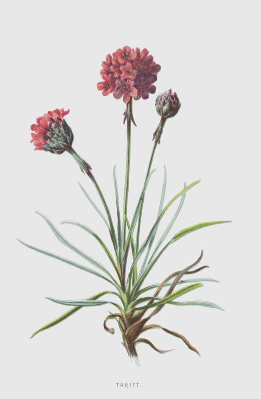 Takarékosság (chromolitho) alkotó: Frederick Edward Hulme