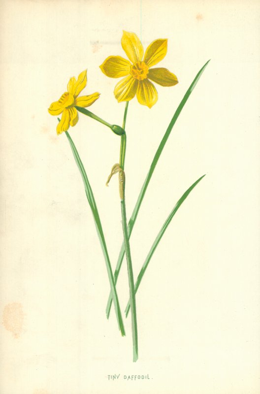 Apró nárcisz alkotó: Frederick Edward Hulme