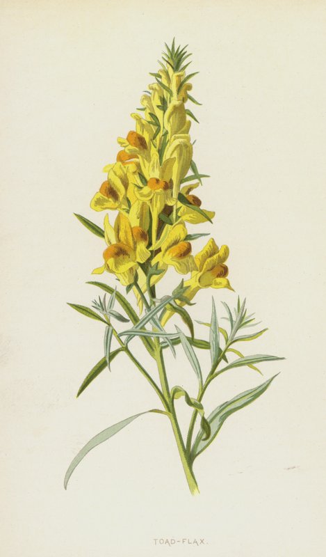 Varangy-len (chromolitho) alkotó: Frederick Edward Hulme