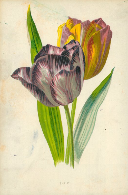 Tulipán alkotó: Frederick Edward Hulme