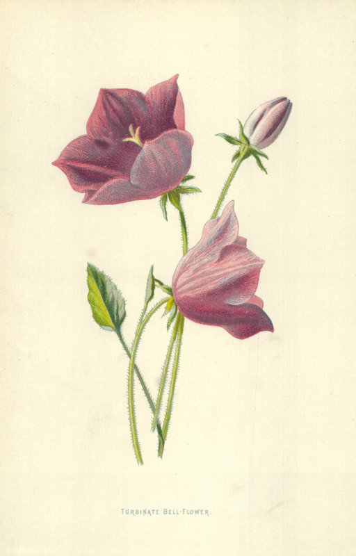Turbinate Harangvirág alkotó: Frederick Edward Hulme