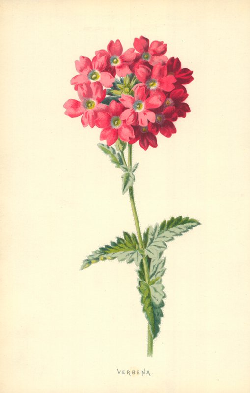 Vasfű alkotó: Frederick Edward Hulme