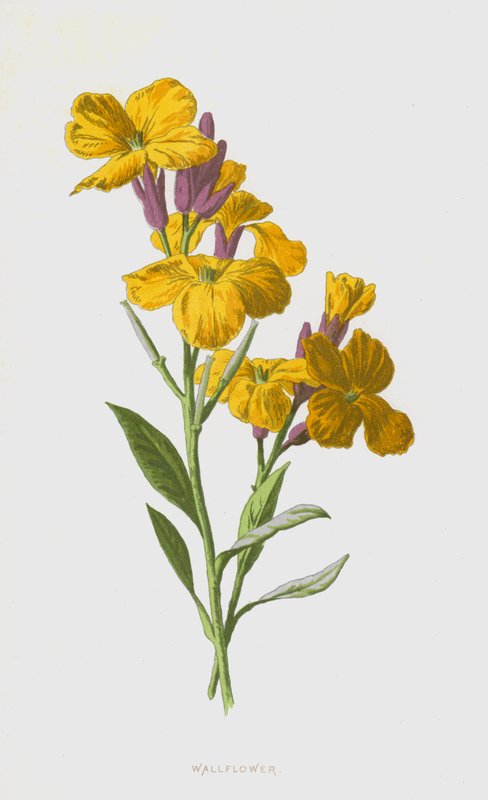 Falvirág (chromolitho) alkotó: Frederick Edward Hulme