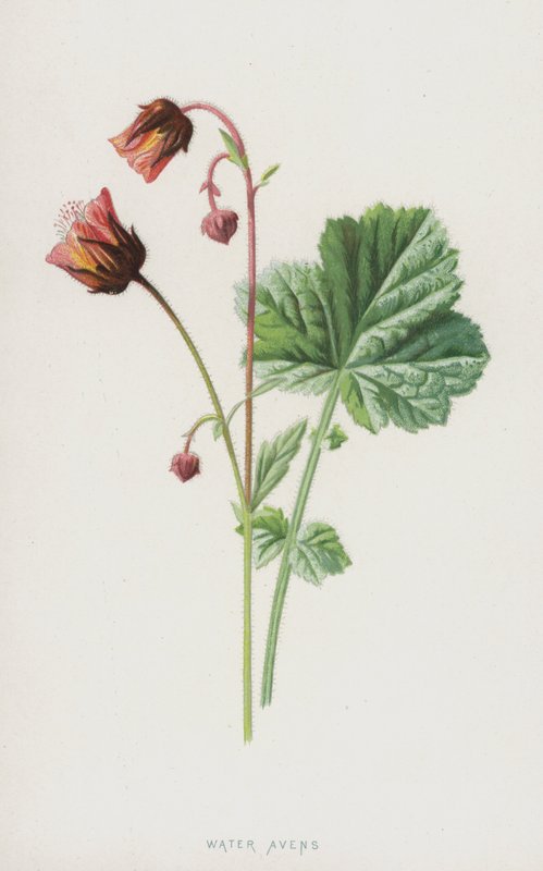 Water Avens (chromolitho) alkotó: Frederick Edward Hulme