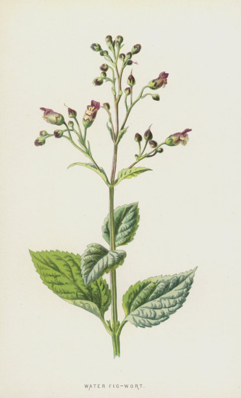 Vízi fügefű (chromolitho) alkotó: Frederick Edward Hulme