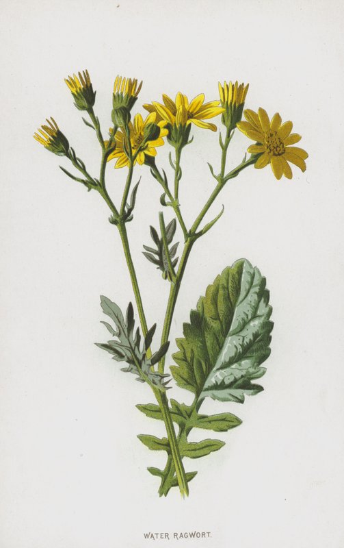 Vízi parlagfű (chromolitho) alkotó: Frederick Edward Hulme