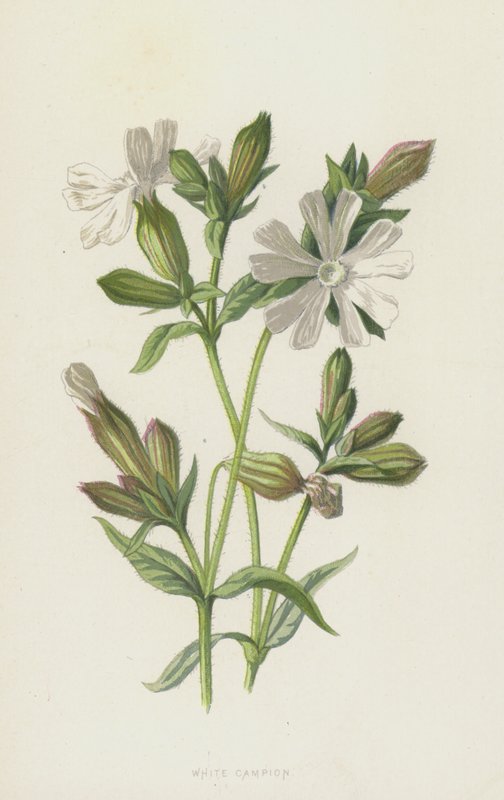White Campion (chromolitho) alkotó: Frederick Edward Hulme