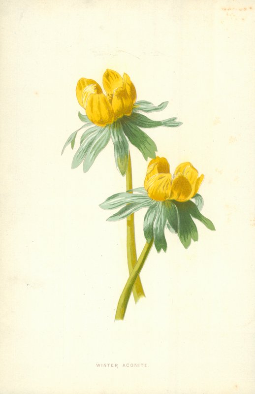 Téli akonit alkotó: Frederick Edward Hulme
