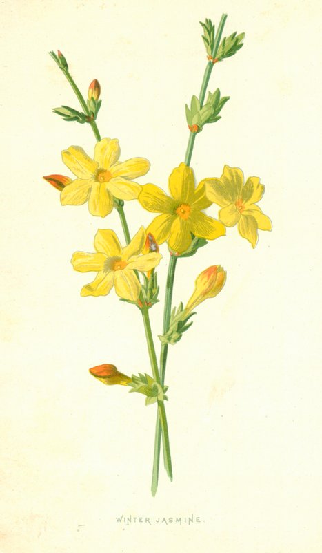 Téli jázmin alkotó: Frederick Edward Hulme