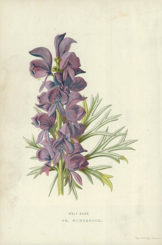 Wolf Bane. Vagy Szerzetesség alkotó: Frederick Edward Hulme