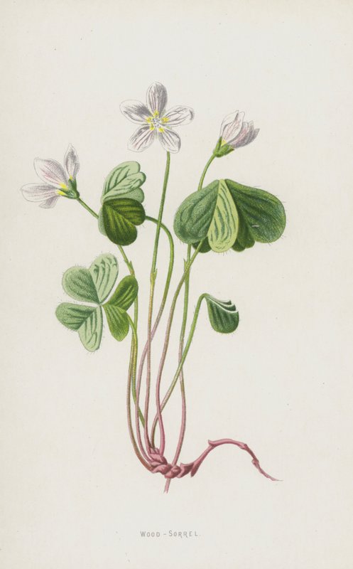 Erdei sóska (chromolitho) alkotó: Frederick Edward Hulme