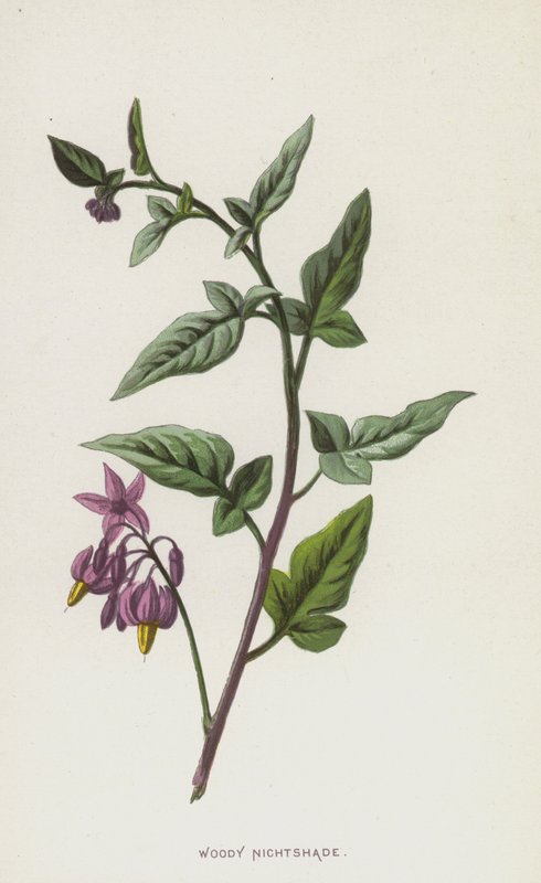 Woody Nightshade (chromolitho) alkotó: Frederick Edward Hulme