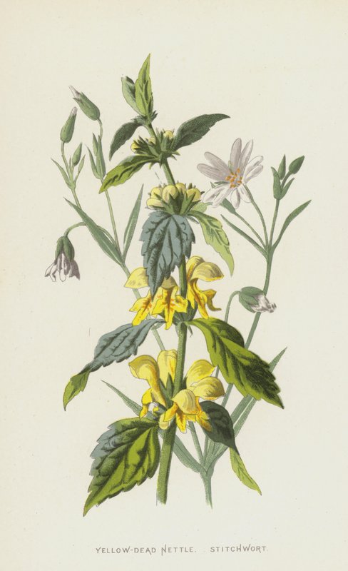 Sárga-elhalt csalán, szúrófű (chromolitho) alkotó: Frederick Edward Hulme