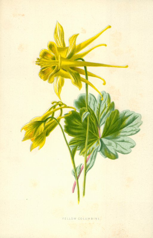 Sárga Columbine alkotó: Frederick Edward Hulme