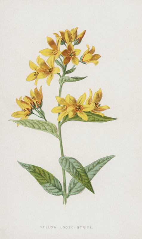 Yellow Loose-Strife (chromolitho) alkotó: Frederick Edward Hulme