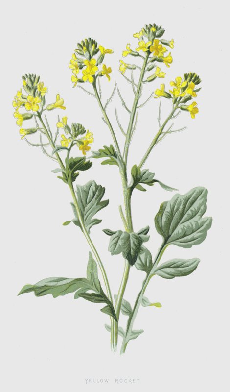 Sárga rakéta (chromolitho) alkotó: Frederick Edward Hulme