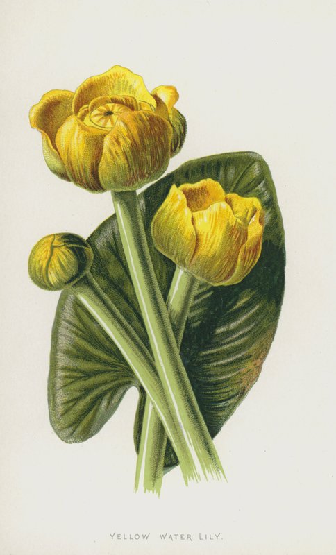 Sárga tavirózsa (chromolitho) alkotó: Frederick Edward Hulme