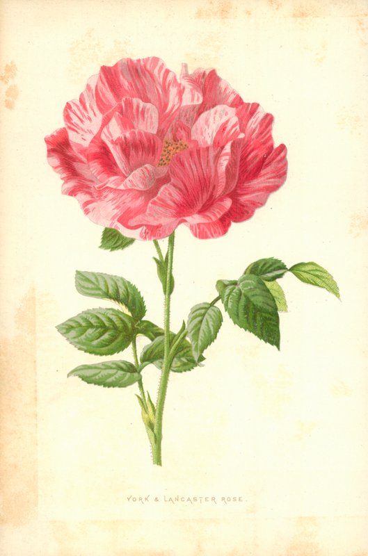 York és Lancaster Rose alkotó: Frederick Edward Hulme