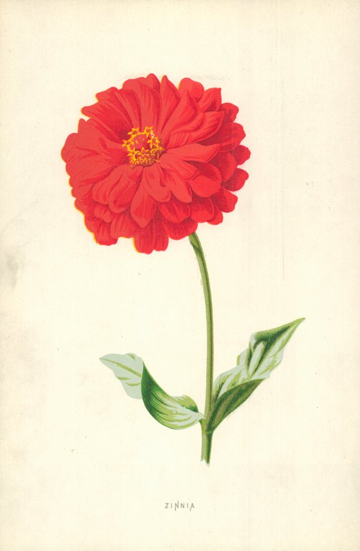 Zinnia alkotó: Frederick Edward Hulme
