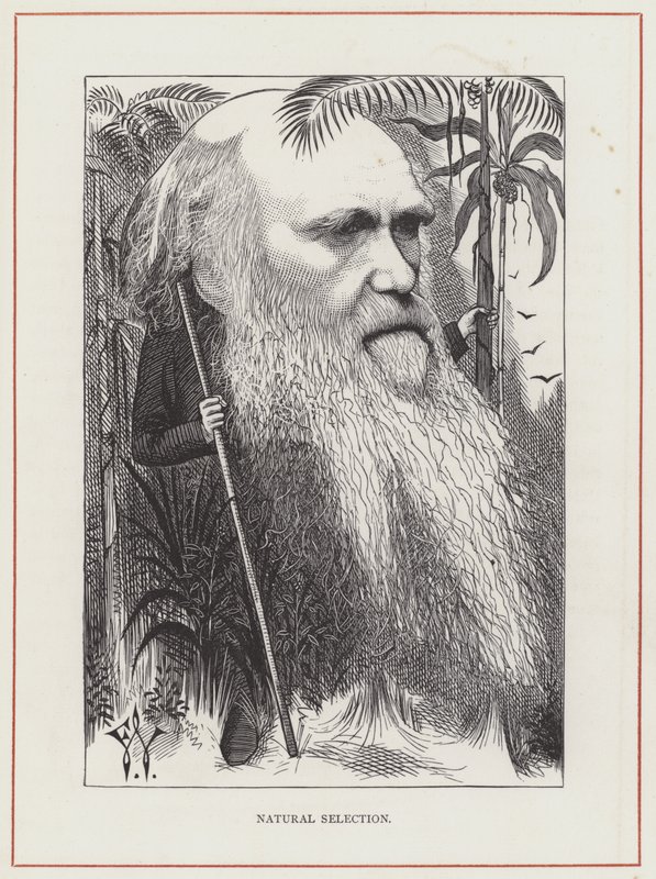 Charles Darwin, Természetes kiválasztás alkotó: Frederick Waddy