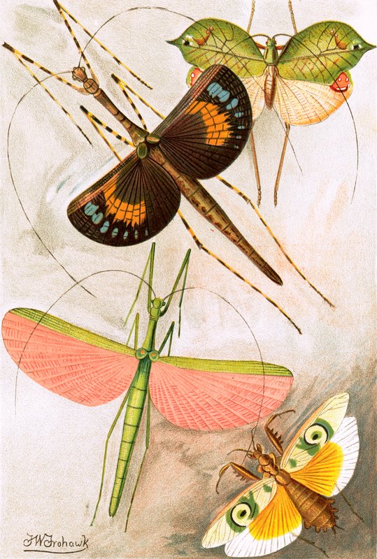 Orthoptera alkotó: Frederick William Frohawk