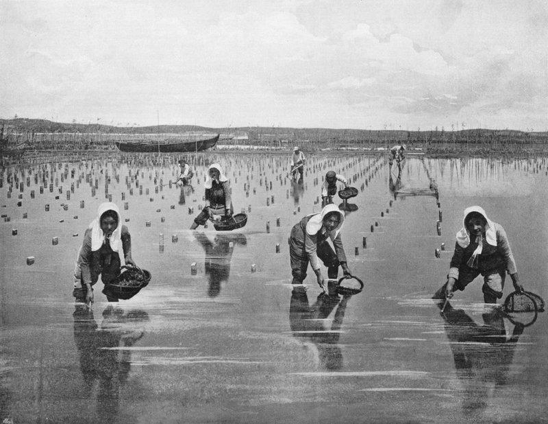 Arcachon - Oyster Parqueuses (f/w fotó) alkotó: French Photographer