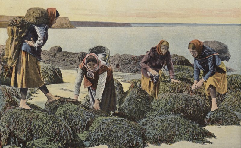 Boulogne-sur-Mer, A kagylók fajtái alkotó: French Photographer